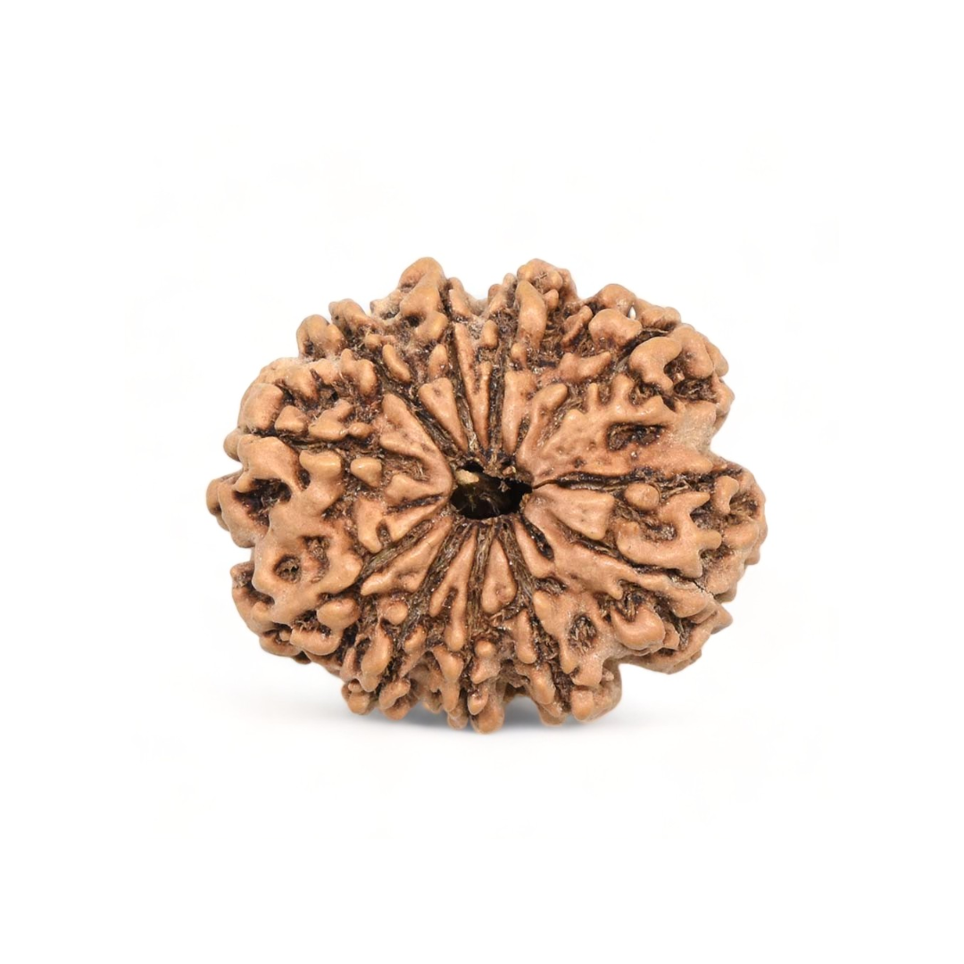 10 Mukhi Rudraksha