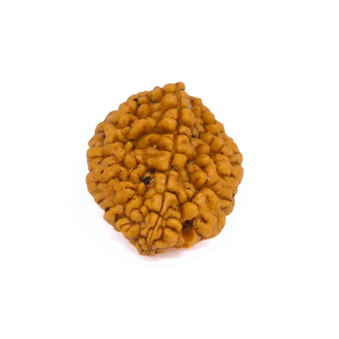 2 Mukhi Rudraksha