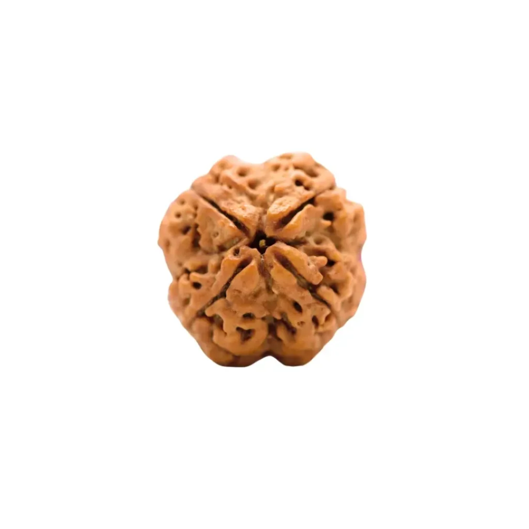 4 Mukhi Rudraksha
