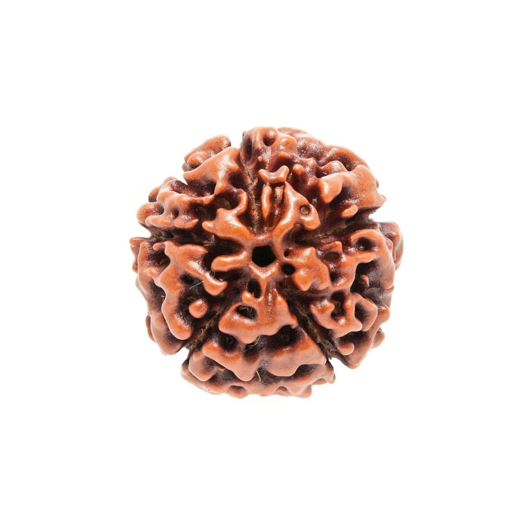 5 Mukhi Rudraksha
