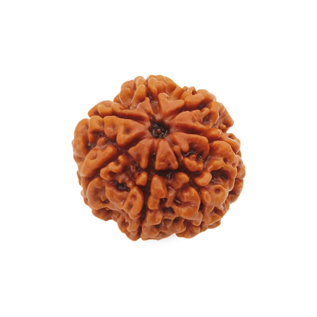 7 Mukhi Rudraksha