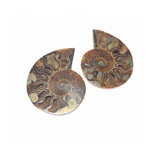 Ammonite