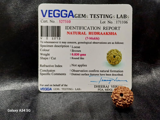 Rudraksha 7 Face Seed