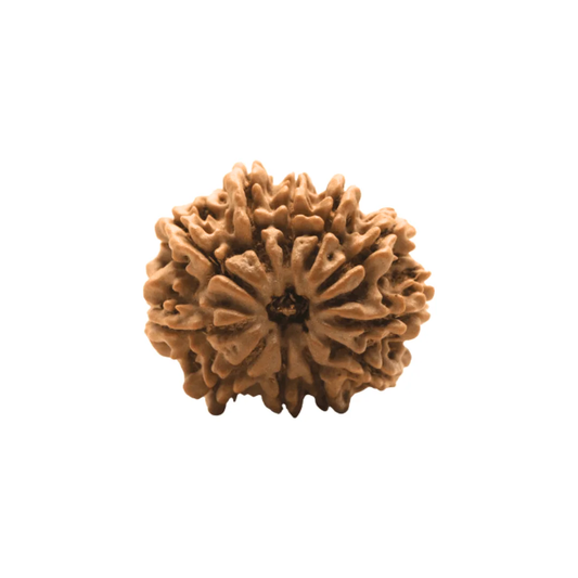 11 Mukhi Rudraksha