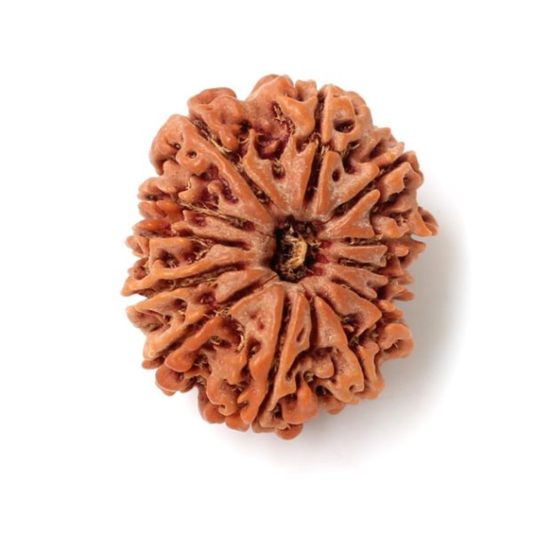 12 Mukhi Rudraksha
