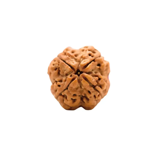 4 Mukhi Rudraksha