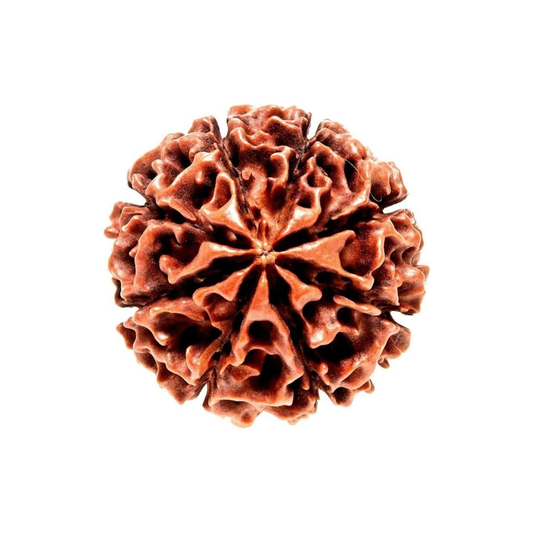 8 Muhki Rudraksha