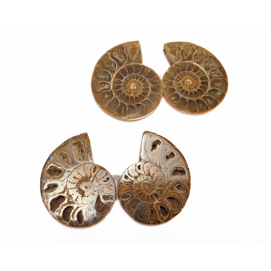 Ammonite Pair (40g)