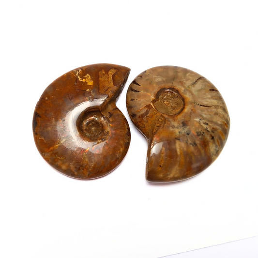 Ammonite Whole Fossil