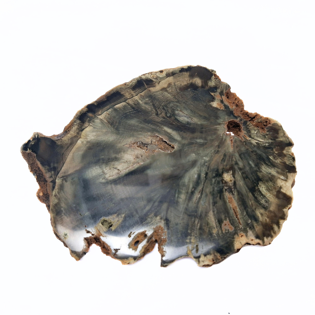 Petrified Wood Slice XL ±390g