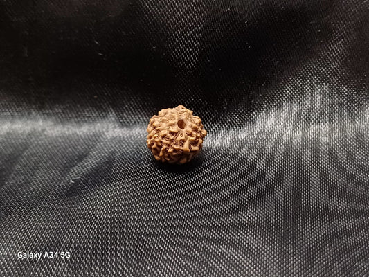 Rudraksha 7 Face Seed