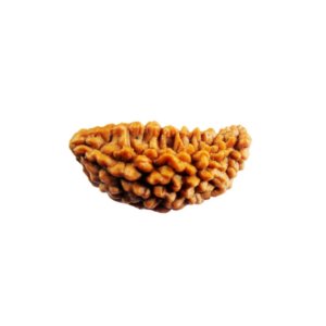 1 Mukhi Rudraksha