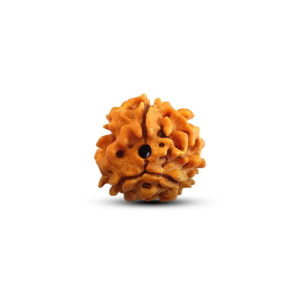 3 Mukhi Rudraksha