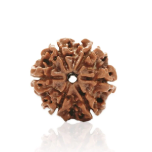6 Mukhi Rudrkasha