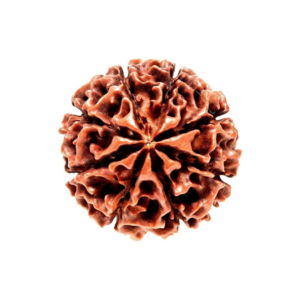 8 Muhki Rudraksha