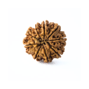 9 Mukhi Rudraksha